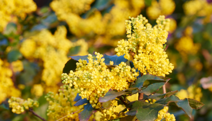 Nature Soft Baby Balm